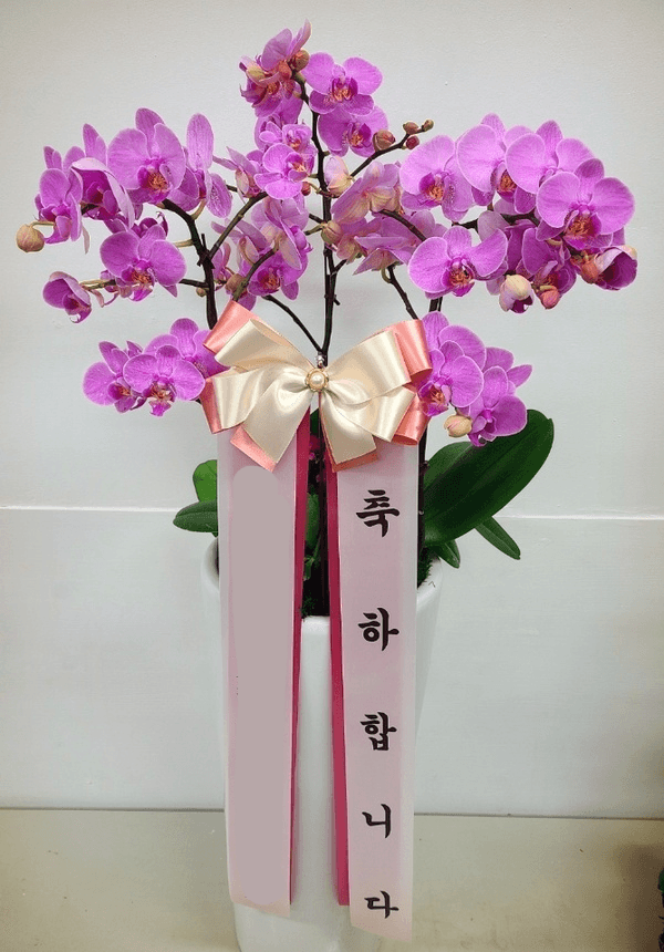 Blossomy 분홍 호접란 (대)