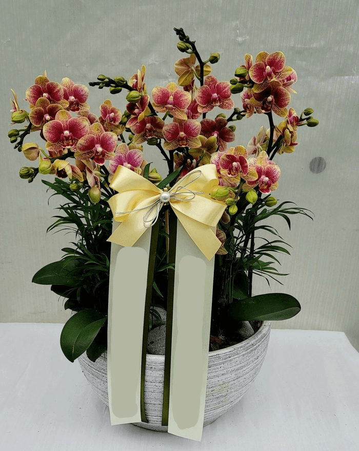 Blossomy 주황 호접란 특대 서양난 화분