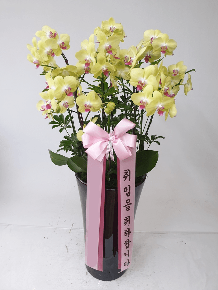 Blossomy 노랑 호접란 특대 화분 - 최저가 120,000원