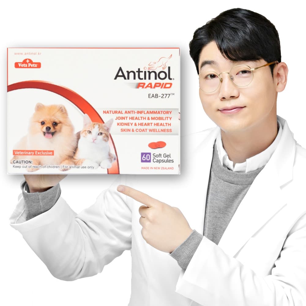 안티놀 코리아 안티놀 래피드 강아지 고양이 관절 영양제 60캡슐