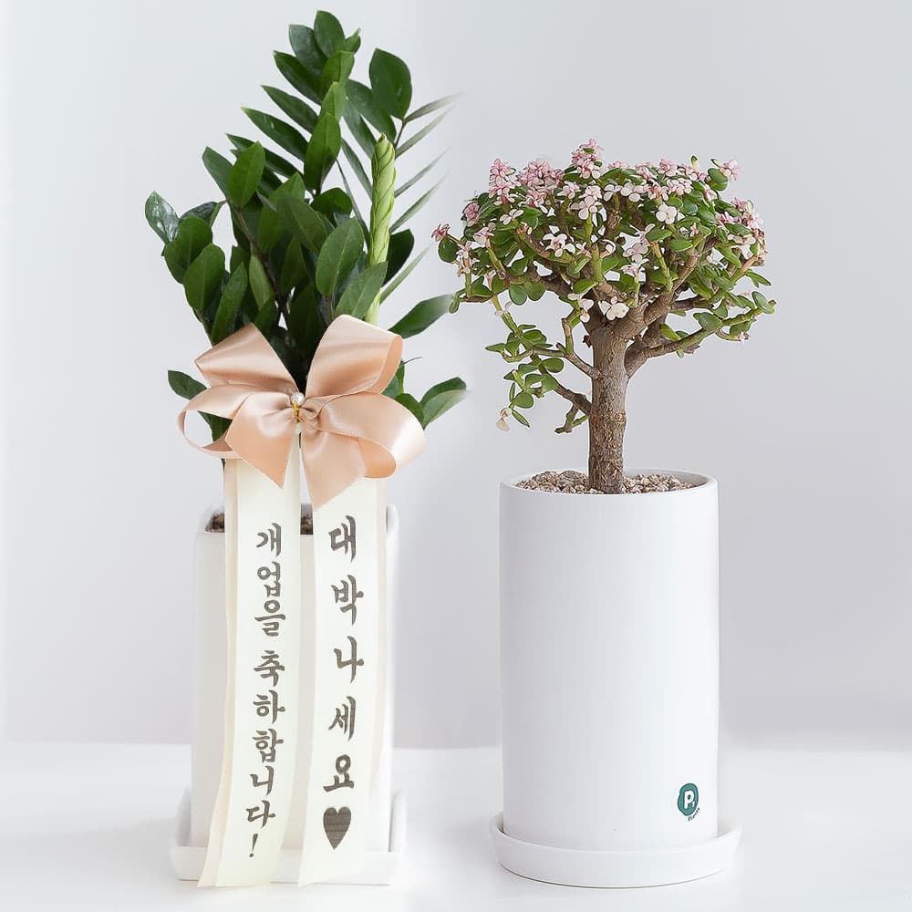 피플랜트 개업화분 꽃배달 승진 축하화환 생일 선물 - 최저가 39,800원