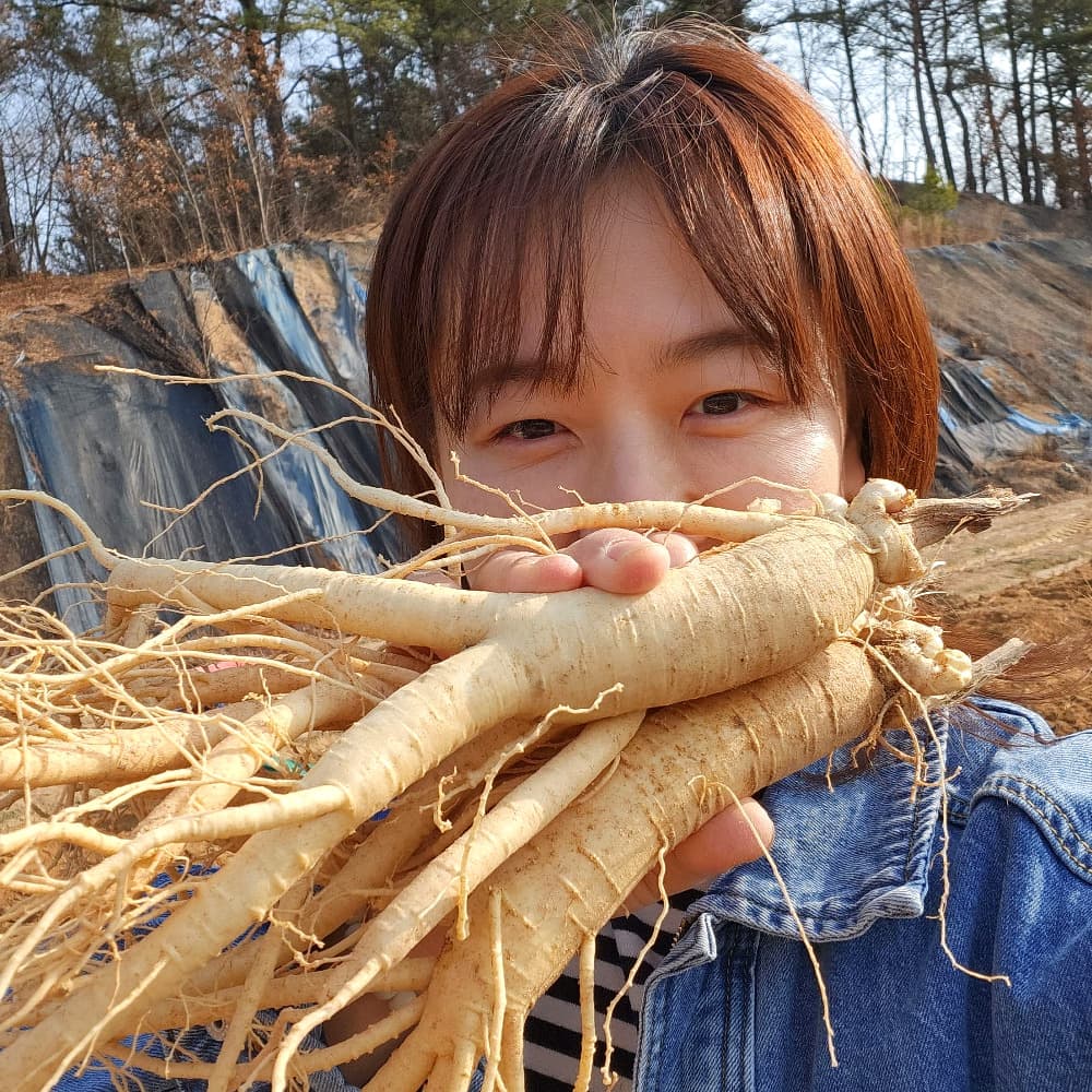금산수삼시장 인삼 수삼 금산인삼 세척 원수삼 믹서 한채