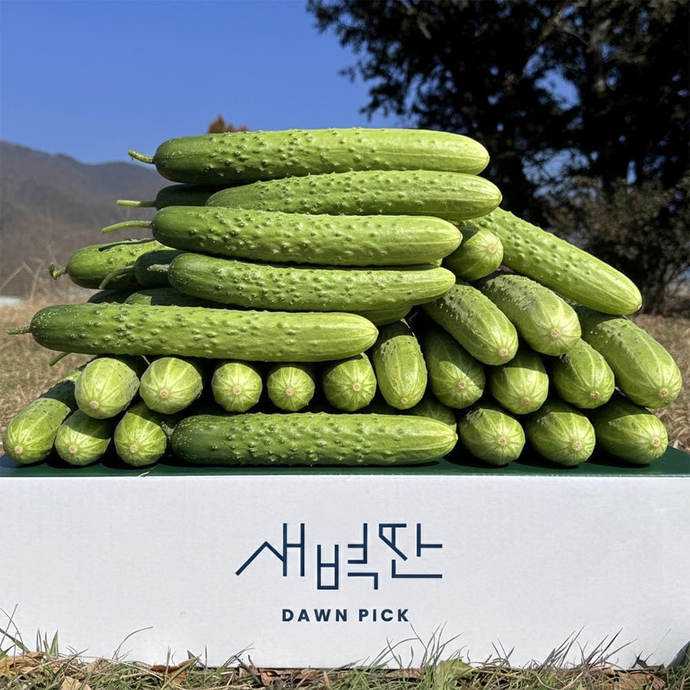 새벽딴 오이 백다다기 백오이 특품 2kg, 10개