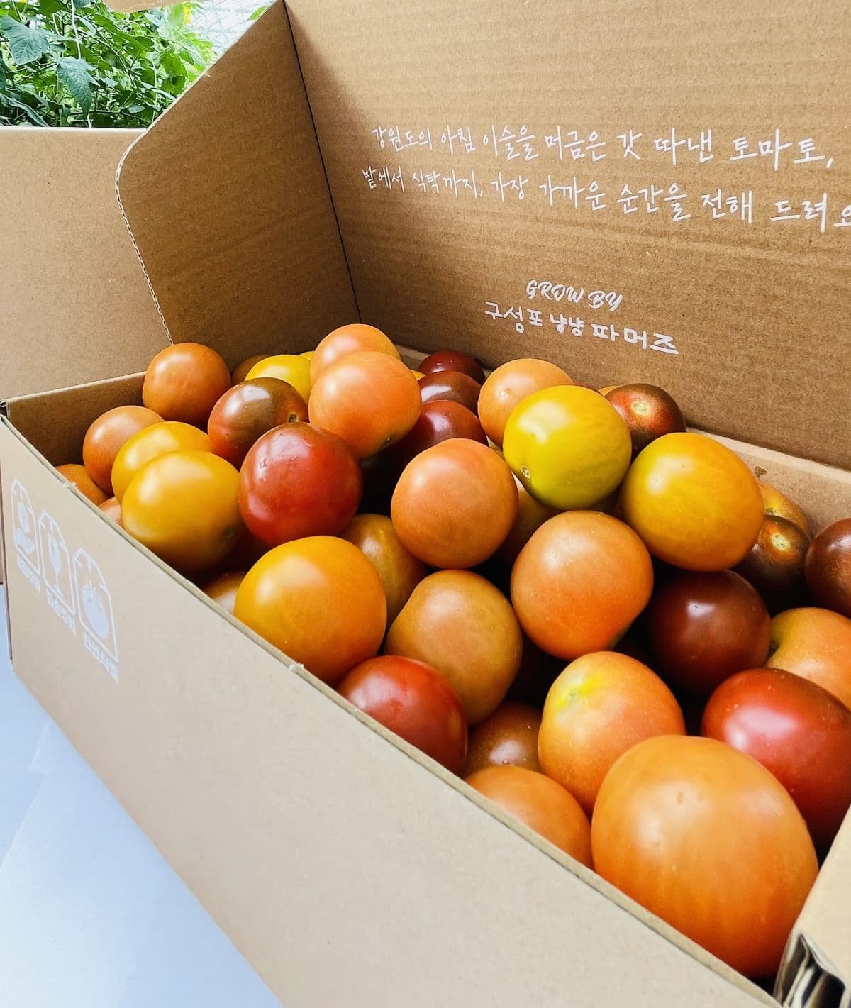 구성포냥냥파머즈 당일수확 방울토마토 대추 2.5kg 4.5kg 레드/3색 선택