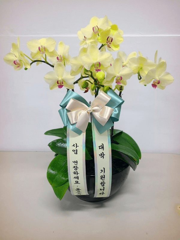 노랑 호접란 (소) 칠순 팔순 환갑 선물 상견례 서양난 가격 추이 Blossomy 노랑 호접란 (소) 칠순 팔순 환갑 선물 상견례 서양난 - 최저가 60,000원