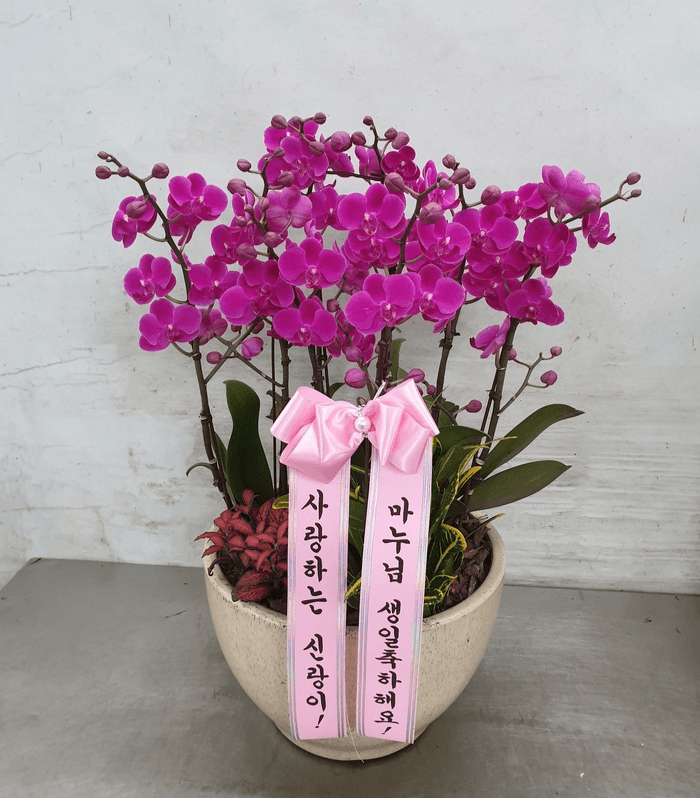 분홍 만천홍 (특대) 칠순 팔순 영전 환갑 선물 개업식 서양난 축하난 가격 비교 Blossomy 분홍 만천홍 (특대) 칠순 팔순 영전 환갑 선물 개업식 서양난 축하난