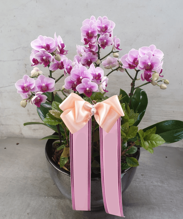 연분홍 호접란 (중) 서양란 화분 가격 비교 Blossomy 연분홍 호접란 (중) 서양란 화분