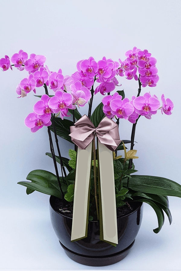 분홍 호접란 (대) 서양란 화분 가격 추이 Blossomy 분홍 호접란 (대) 서양란 화분 - 최저가 100,000원