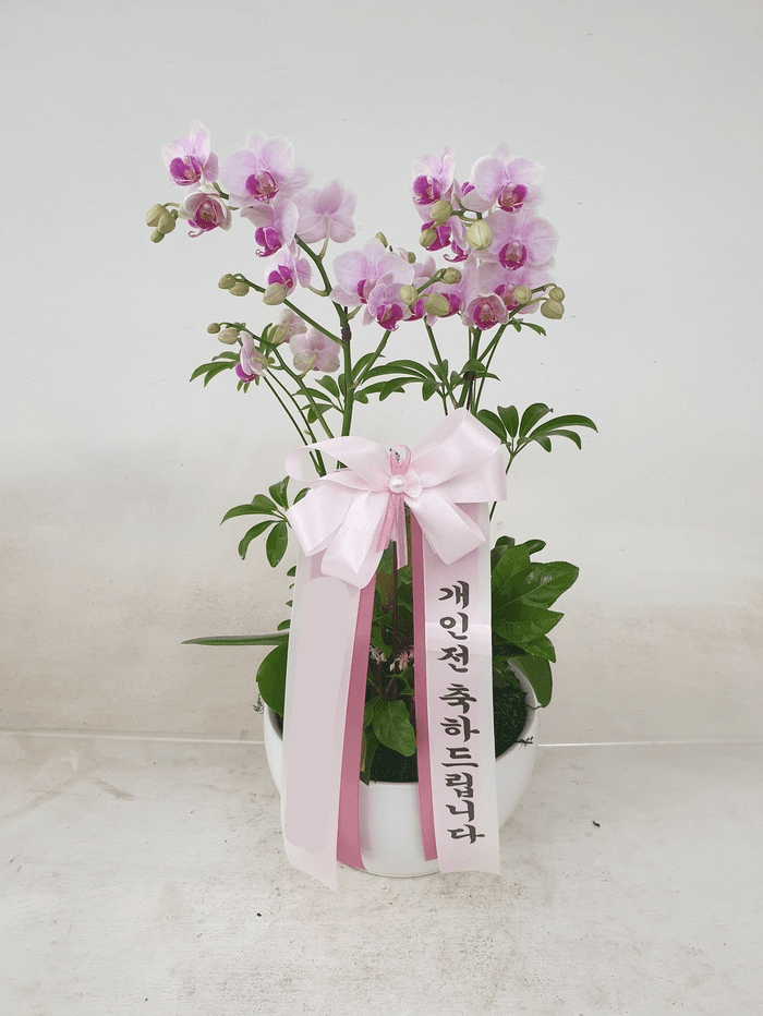 분홍 호접란 (소) 가격 추이 Blossomy 분홍 호접란 (소) - 최저가 60,000원