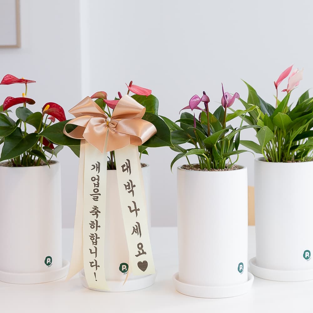 안스리움 개업 화분 가격 비교 피플랜트 안스리움 개업 화분