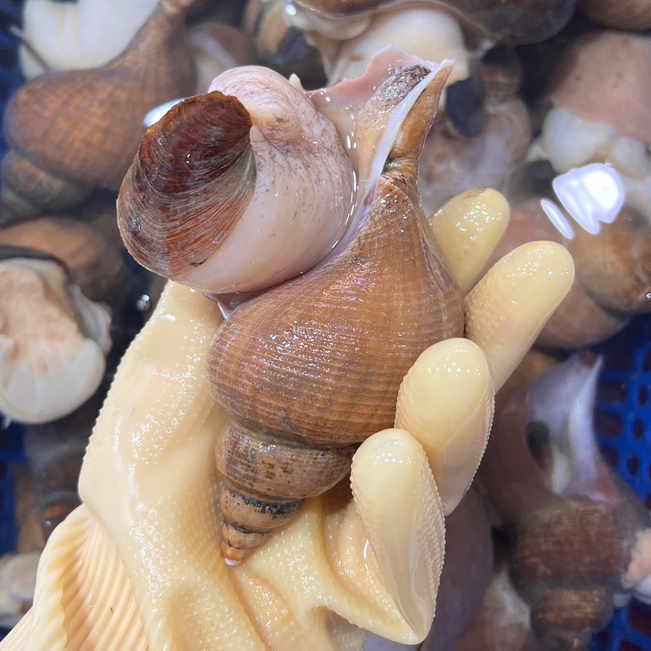 대나발고동 1kg 나팔소라 명주매물고동 자숙 숙회 가격 추이 싱싱지니수산 대나발고동 1kg 나팔소라 명주매물고동 자숙 숙회 - 최저가 23,500원