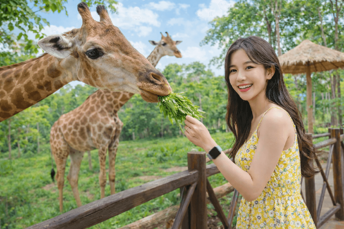 푸꾸옥 빈펄 사파리 입장권 가격 추이 투어비스 스토어 푸꾸옥 빈펄 사파리 입장권 - 최저가 7,880원
