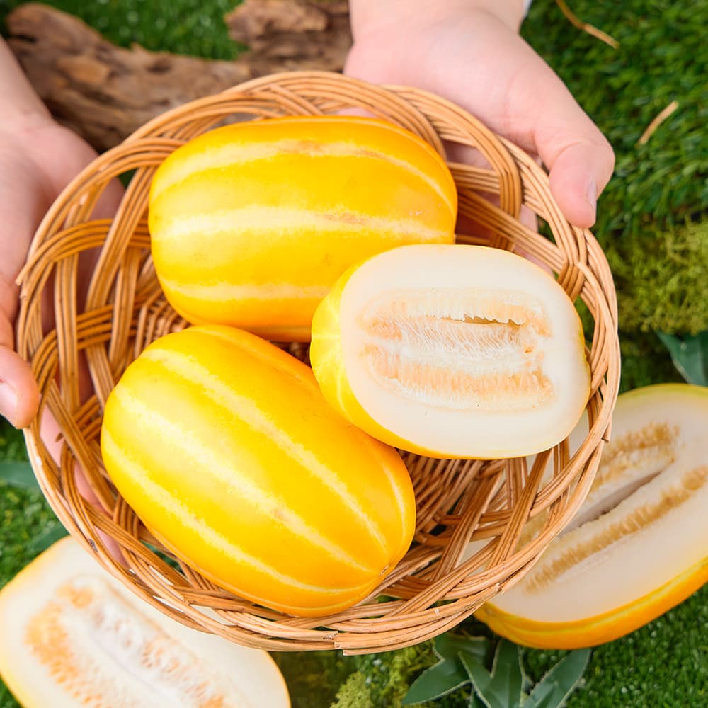 10kg 성주 고당도 참외 꿀참외 당도선별 산지직송 가격 추이 해남형제 10kg 성주 고당도 참외 꿀참외 당도선별 산지직송 - 최저가 23,900원