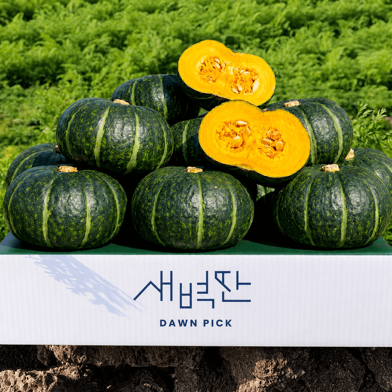 제주 보우짱 미니 단호박 밤호박 1.5kg 4.5kg 가격 비교 새벽딴 제주 보우짱 미니 단호박 밤호박 1.5kg 4.5kg