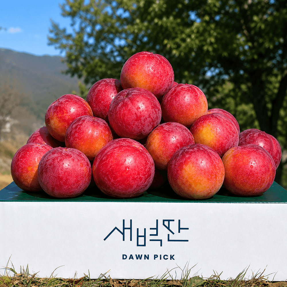 와촌농협 GAP 자두 대석 후무사 피자두 추희 도담 가격 추이 새벽딴 와촌농협 GAP 자두 대석 후무사 피자두 추희 도담 - 최저가 10,900원