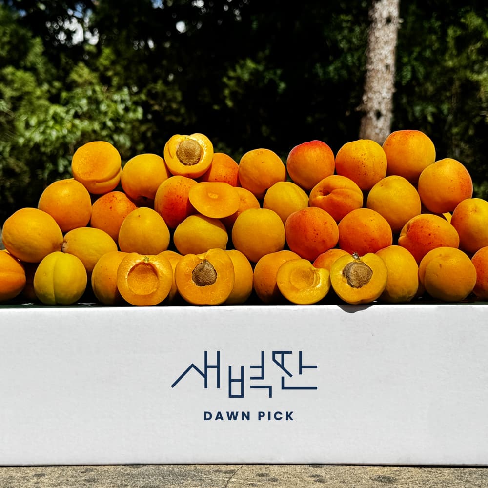 영천 만금 살구 플럼코트 노지 하코트 1kg 5kg 가격 비교 새벽딴 영천 만금 살구 플럼코트 노지 하코트 1kg 5kg