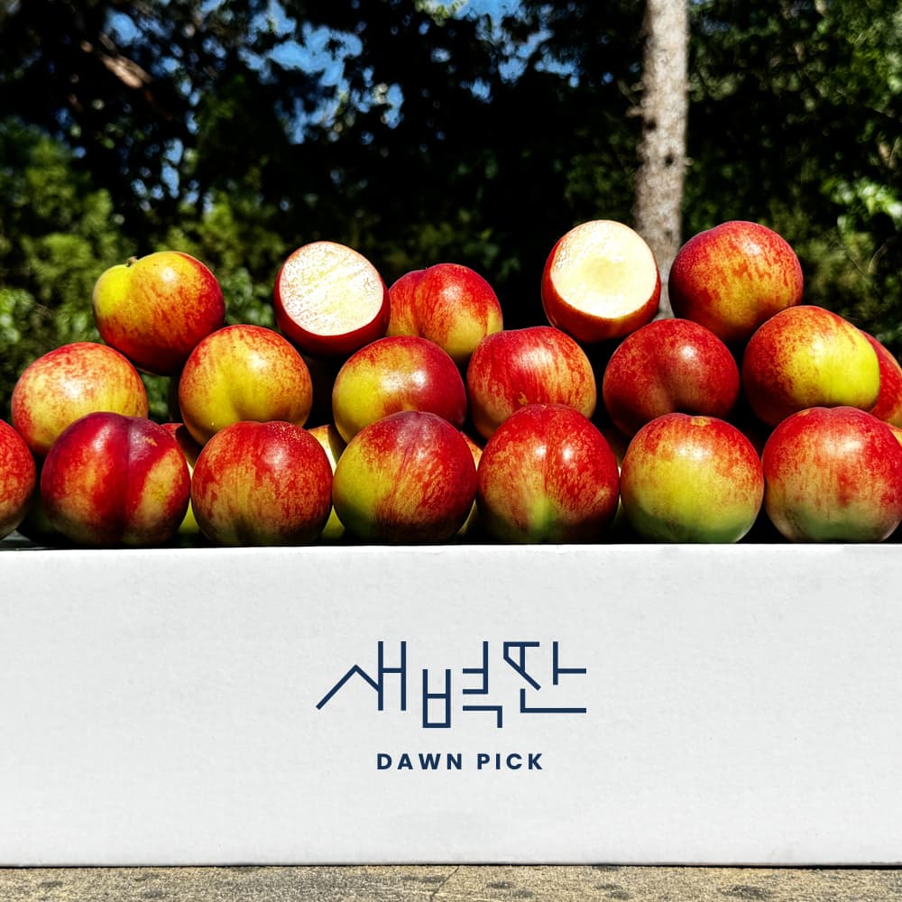 GAP 경산 신비복숭아 1kg 2kg 가격 비교 새벽딴 GAP 경산 신비복숭아 1kg 2kg