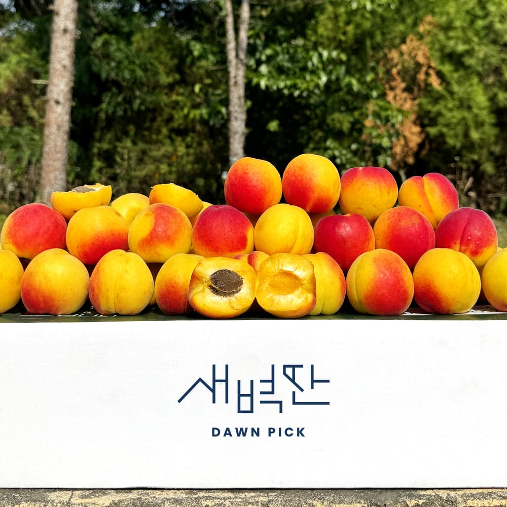 플럼코트 만금 살구 노지 하코드 가격 비교 새벽딴 플럼코트 만금 살구 노지 하코드
