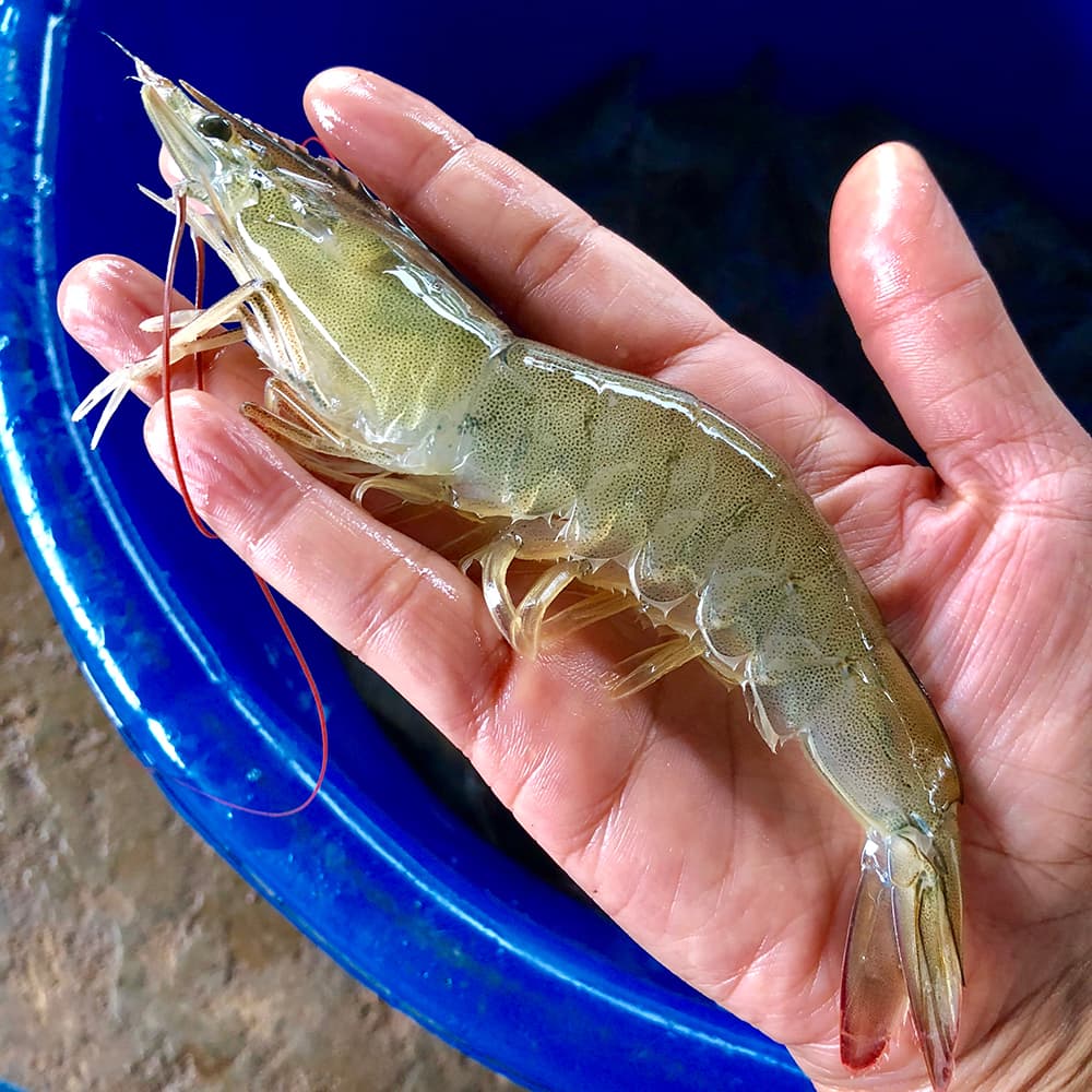 국산 흰다리새우 1kg 왕새우 가격 비교 대한민국농수산 국산 흰다리새우 1kg 왕새우