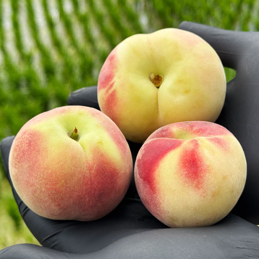 대극천 납작복숭아 백도 1kg 2kg 가격 비교 새벽딴 대극천 납작복숭아 백도 1kg 2kg
